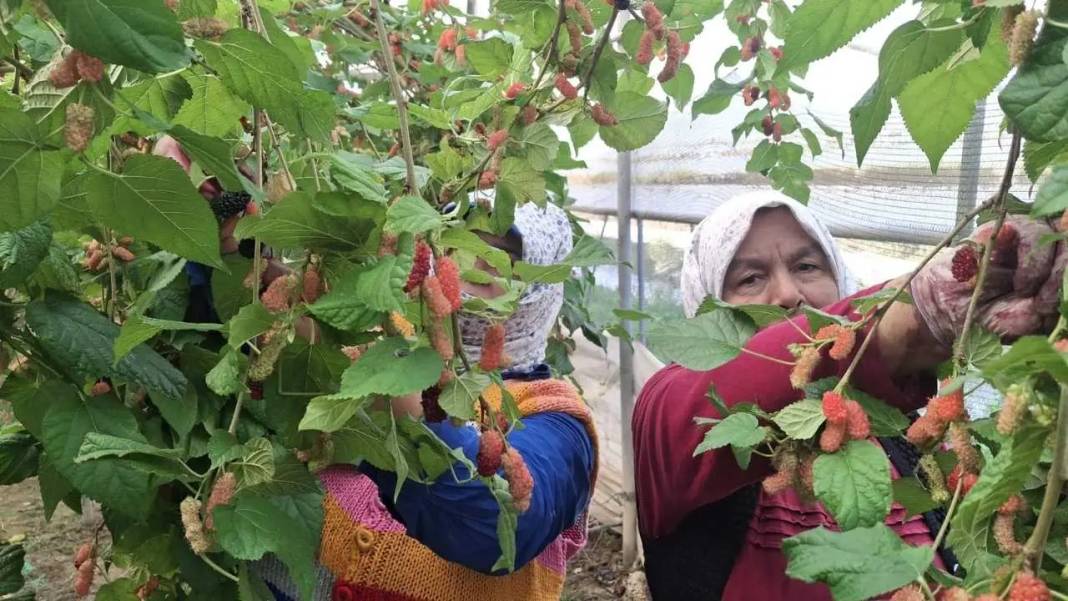 Mersin’de Daha Dalındayken Alıcı Bulan Karadut Hasadı Başladı! 4